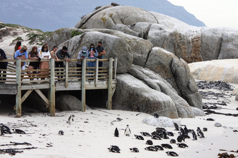 企鹅生态保护区内用木板搭建了一条长长的走廊，深入到企鹅们栖息的海滩，方便游客近距离地观赏企鹅。（图：新华社）