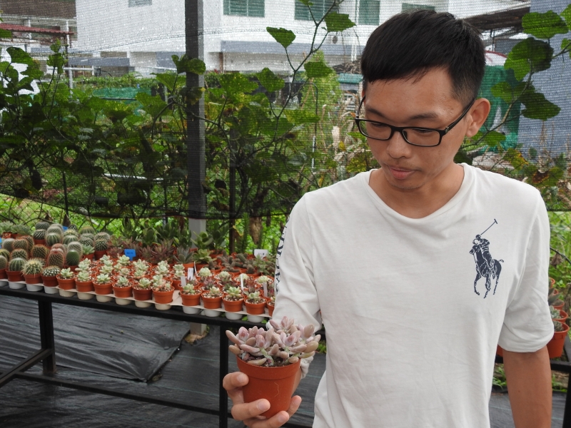 仙人掌品种变化多，有兴趣者可以自我繁殖新品种。