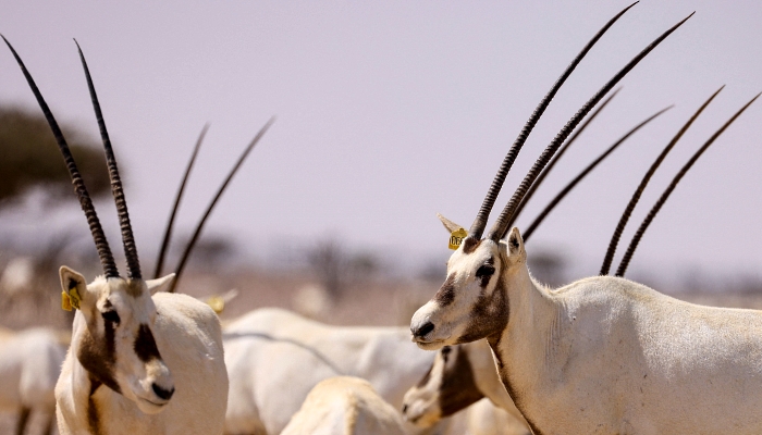 Arabian Oryx in Al-Wusta wildlife reserve for environmental conservation in Haima, Oman. AFP