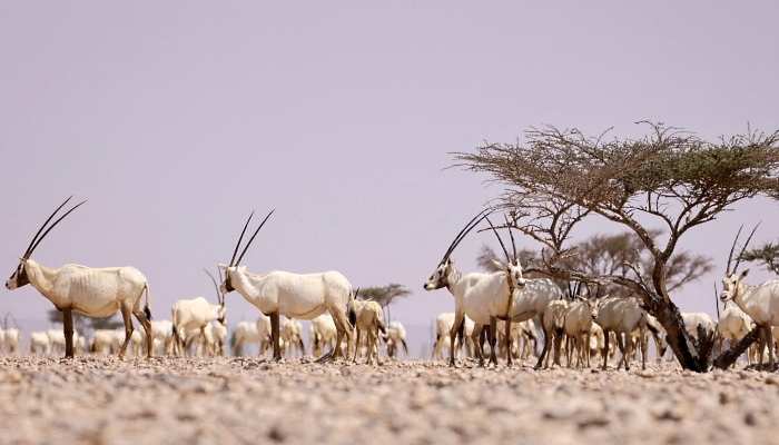 Arabian Oryx in Al-Wusta wildlife reserve for environmental conservation in Haima, Oman. AFP