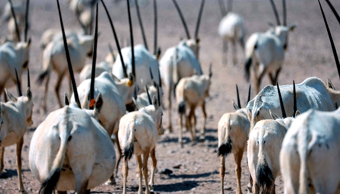 Arabian oryx in Al-Wusta wildlife reserve for environmental conservation in Haima, Oman. AFP