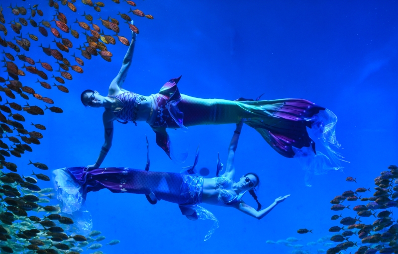 乌克兰籍的演员在合肥海洋世界进行美人鱼表演，为“五一”长假期将至的旅游人潮献上充满异域风情的表演。（新华社照片）

