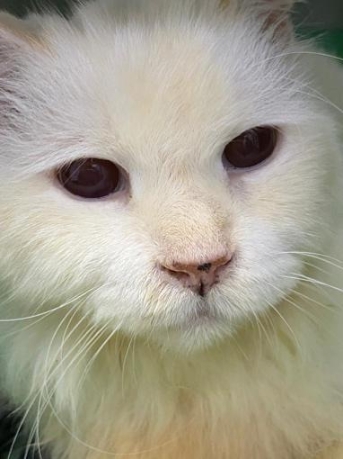 原本视力受损的猫咪，经过治疗后恢复视力。

