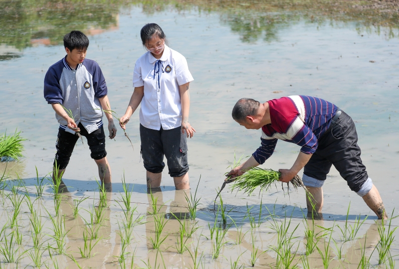 经验丰富的农夫向学习农耕劳动的小学生示范插秧的技巧。（新华社照片）

