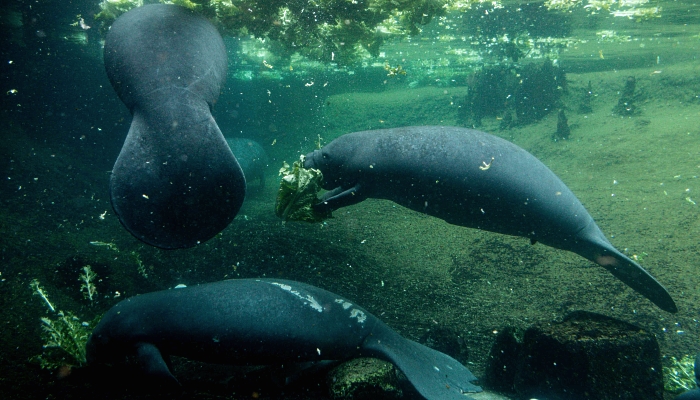 Manatees feed in a recovery pool at David A Straz Jr Manatee Critical Care Center in ZooTampa at Lowry Park. AFP