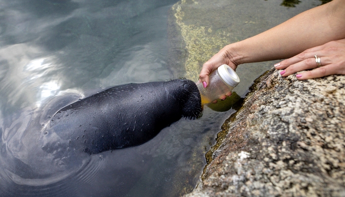 A manatee is bottle-fed in a recovery pool at David A Straz Jr Manatee Critical Care Center in ZooTampa at Lowry Park. AFP