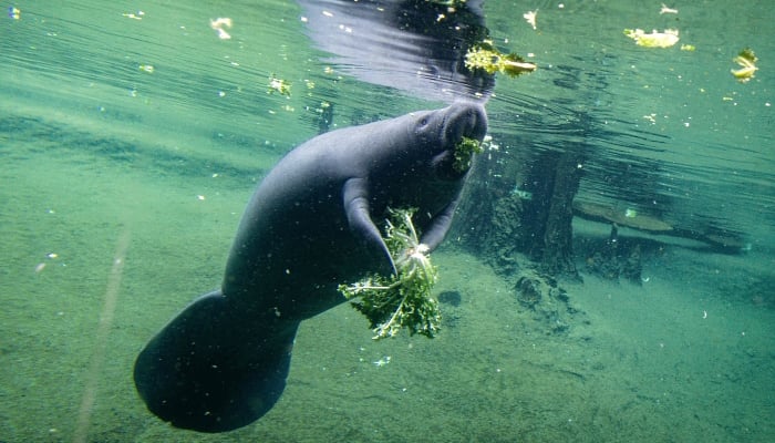 A manatee eats in a recovery pool at David A Straz Jr Manatee Critical Care Center in ZooTampa at Lowry Park. AFP