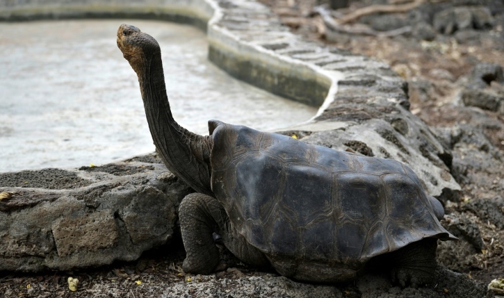 A quarter of the 2,900 species on the Galapagos Islands, including the giant tortoise, are endemic to the archipelago. AFP