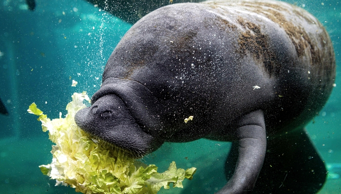 A manatee feeds in a recovery pool at David A Straz Jr Manatee Critical Care Center in ZooTampa at Lowry Park. AFP