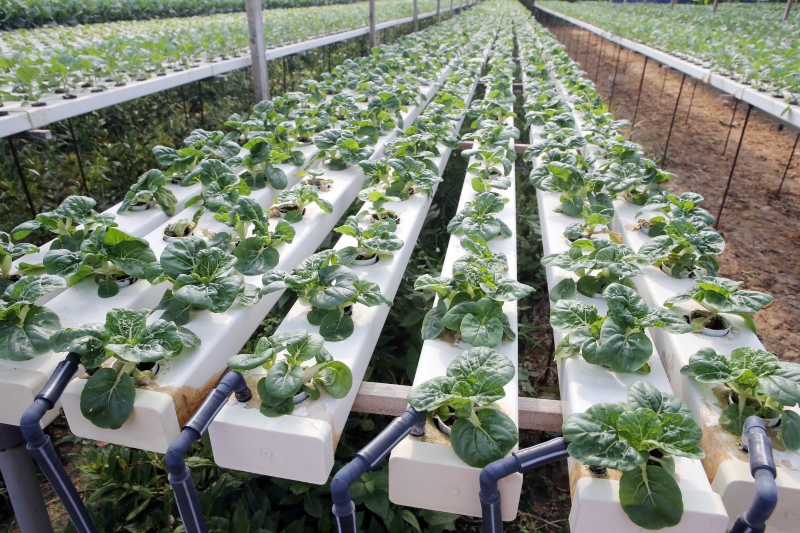 水耕法基于每棵蔬菜之间维持固定距离，掌握得当，产量能够高出20%，而且口感滑嫩。