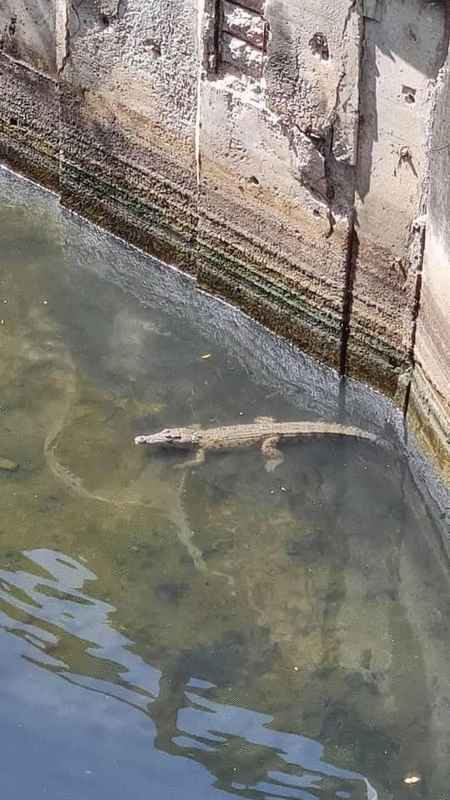 市民在亚庇亚庇商业中心与太平洋商业中心之间的排洪沟发现鳄鱼踪迹。