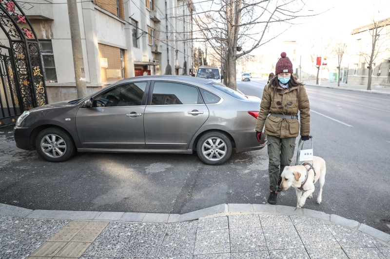 中国导盲犬大连培训基地的训导员王林在大连旅顺口区一处街道对在训犬Yummy进行训练。
