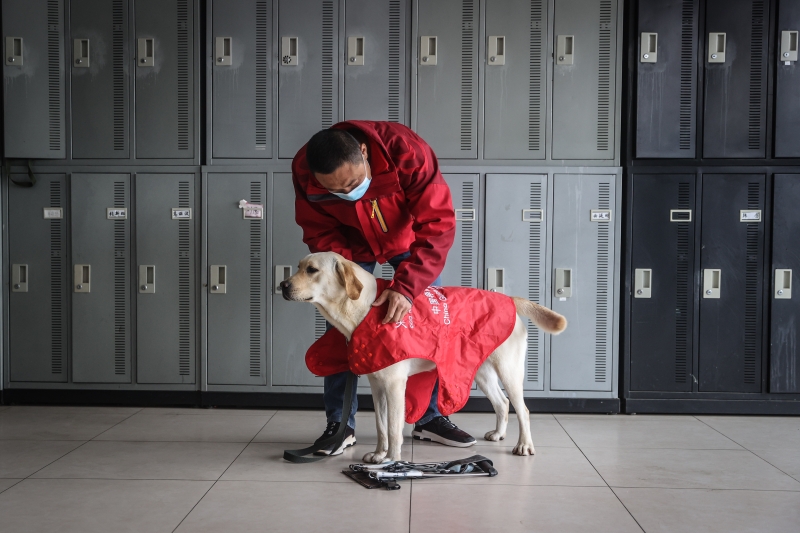 中国导盲犬大连培训基地的训导员付明岩为在训犬穿戴装备准备进行训练。　　