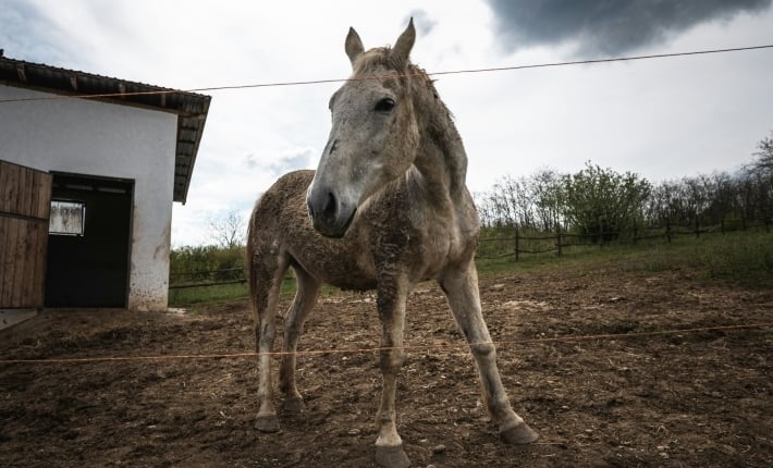 The sight of malnourished horses, harnessed and whipped while dragging carts, is common in Serbia. AFP