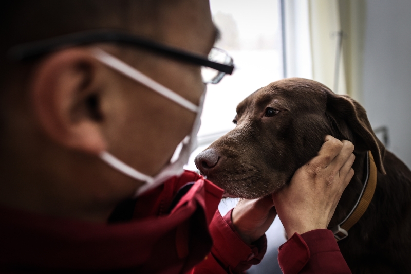 中国导盲犬大连培训基地的训导员张新璐为在训犬“夏天”进行日常的身体情况检查。