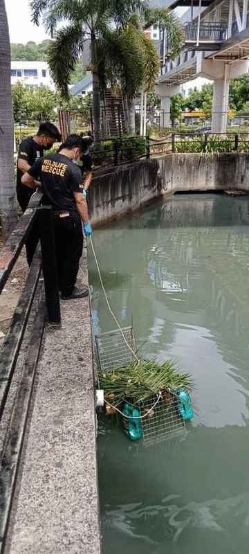 野生动物拯救单位在排洪沟设置捕鳄鱼陷阱。