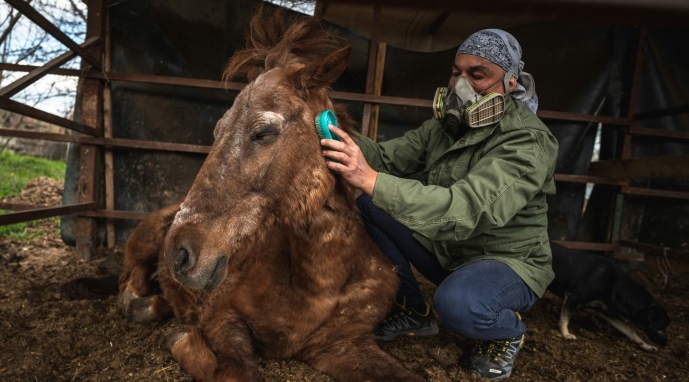 Zeljko Ilicic, owner of Old Hill sanctuary, brushes a horse in a stable near the Serbian town of Lapovo. AFP