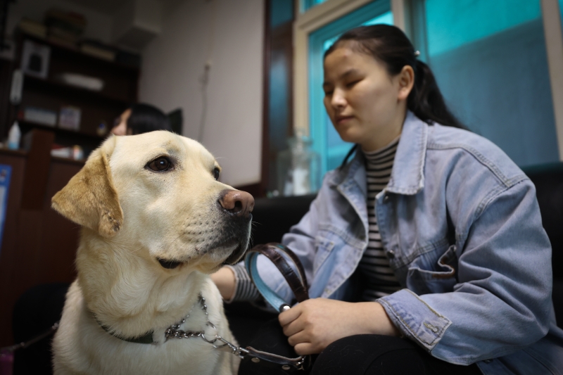 来自新疆库尔勒的导盲犬使用者周雪荣与在训犬“艾德”在大连进行为期40天的共同训练。