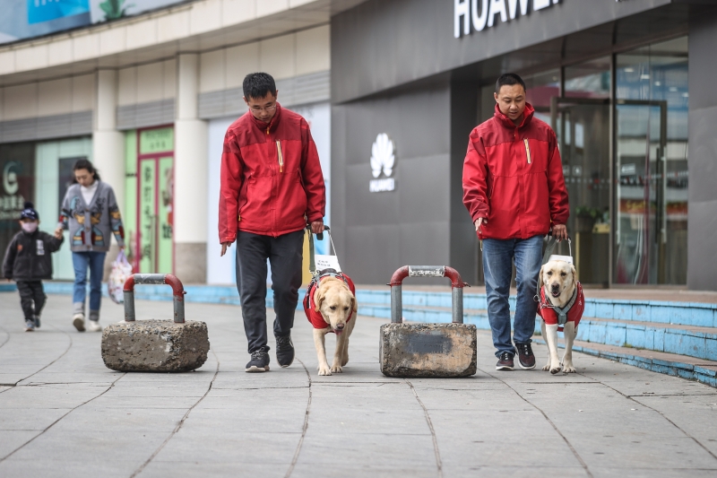 根据中国《导盲犬国家标准》，一只导盲犬它需要有完整的血统系谱，三代来源清楚，无攻击性。