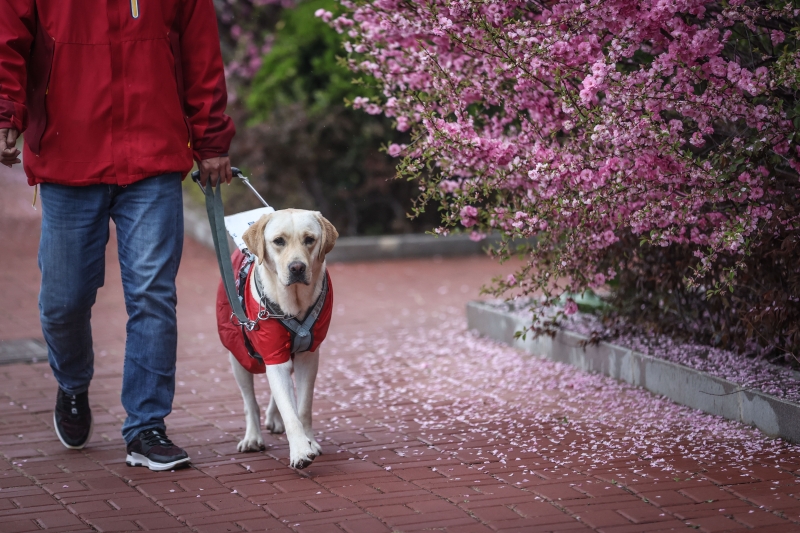 导盲犬让盲人出行更方便，可让盲人足迹遍布城市的大街小巷。