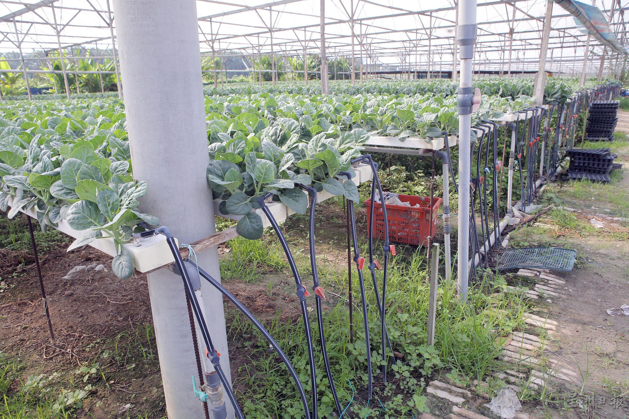 农的传人 林炜盛转移阵地 下山 高原菜平原种更早收成 地方 大霹雳 专栏 农的传人 星洲网sin Chew Daily Malaysia Latest News And Headlines