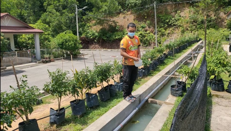 居民峇德魯和其他居民都會抽出時間照顧溝裡的魚苗，確保順利成長。