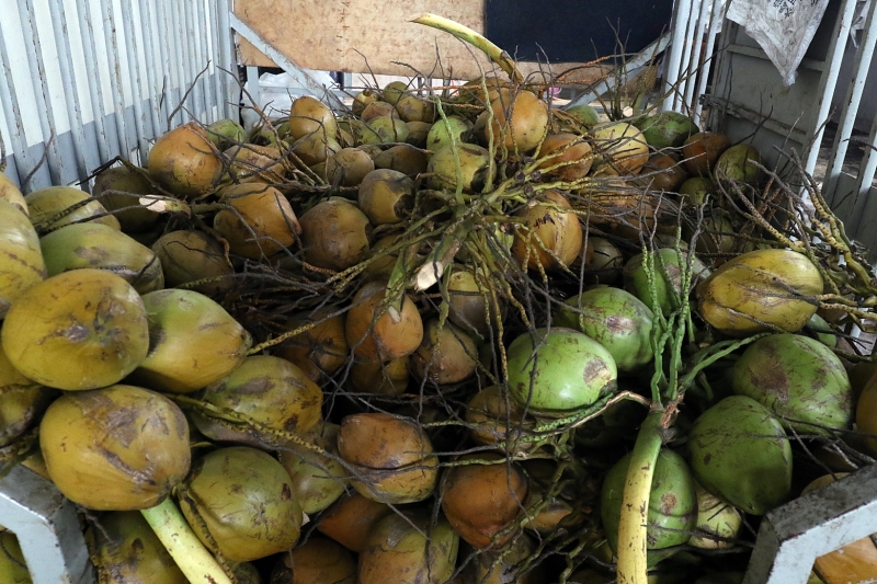 椰子因属季节性导致供不应求。