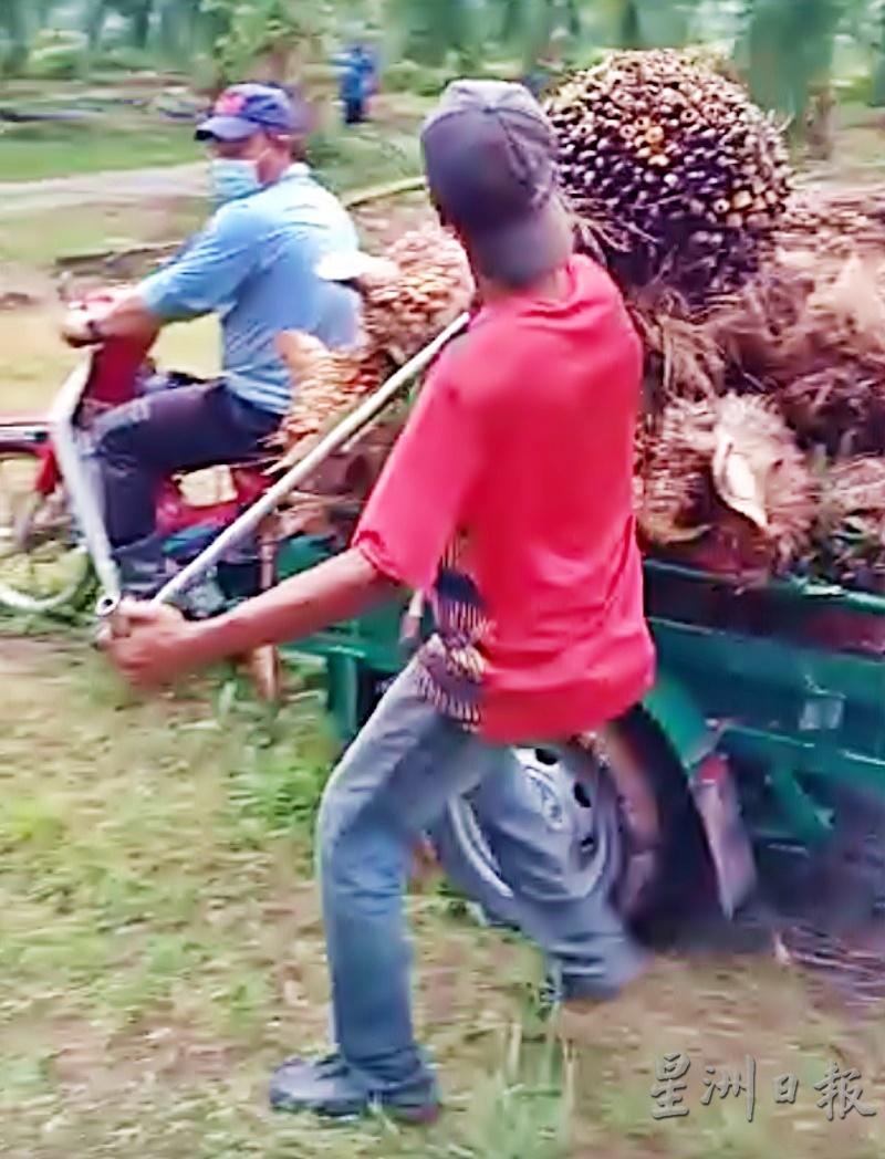 工人将收割好的棕果串，放上载果车。