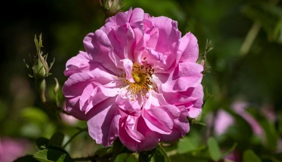 Many of the flowers are the Rosa Damascena, a variety introduced in the days of the caravan trade. AFP