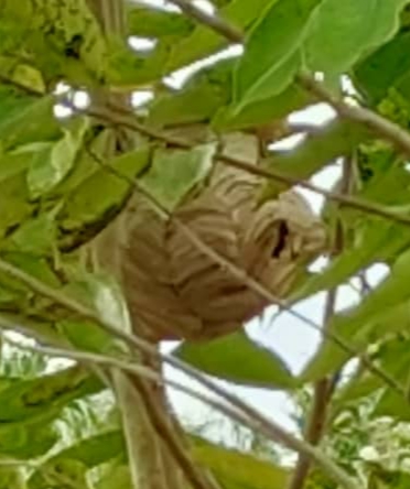 毒蜂巢结在沉香树上，对小园主构成安全威胁。