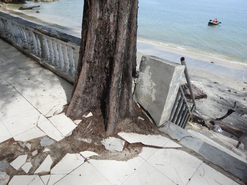 树根与海浪一起破坏地面的水泥结构。
