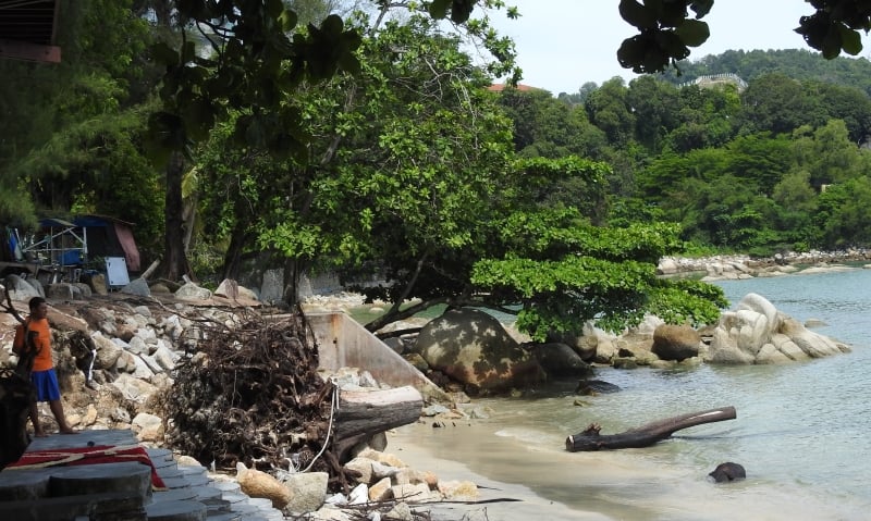 去年8月被海浪衝倒的老松樹，根部還有現場，背景是當局為了防止海蝕堆積的石頭。