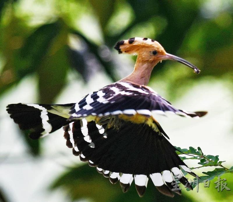戴胜鸟到太平湖公园筑巢及育幼，吸引了许多摄影爱好者前来猎照。