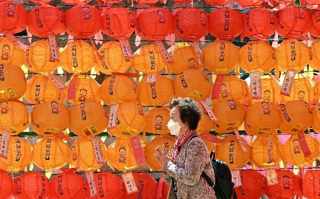 A Buddhist follower prays in front of lotus lanterns at Jogye temple in Seoul ahead of celebrations marking Buddha's birthday. AFP
