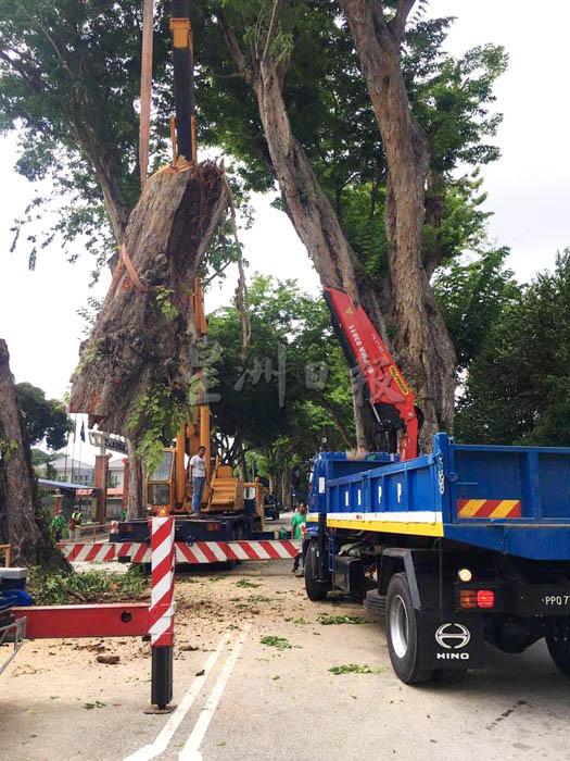 槟岛市政厅近期加速检查路旁树木，并砍伐有问题的树木。
