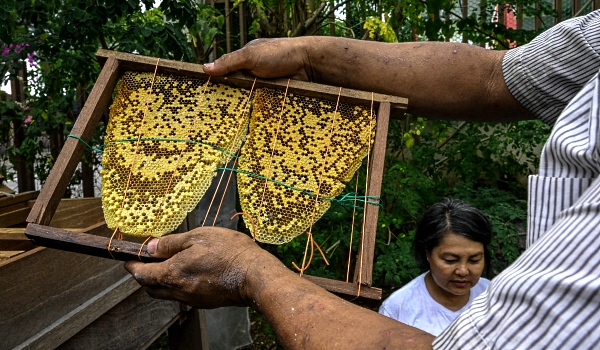 Ooi carries rescued honeycombs into a Langstroth hive. AFP