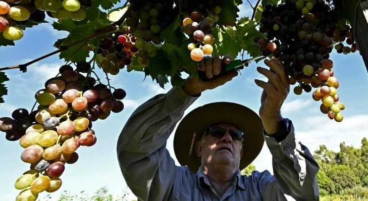 Wine grower Luis Zambrana harvests grapes at a vineyard in Valle de la Concepcion, Bolivia. AFP