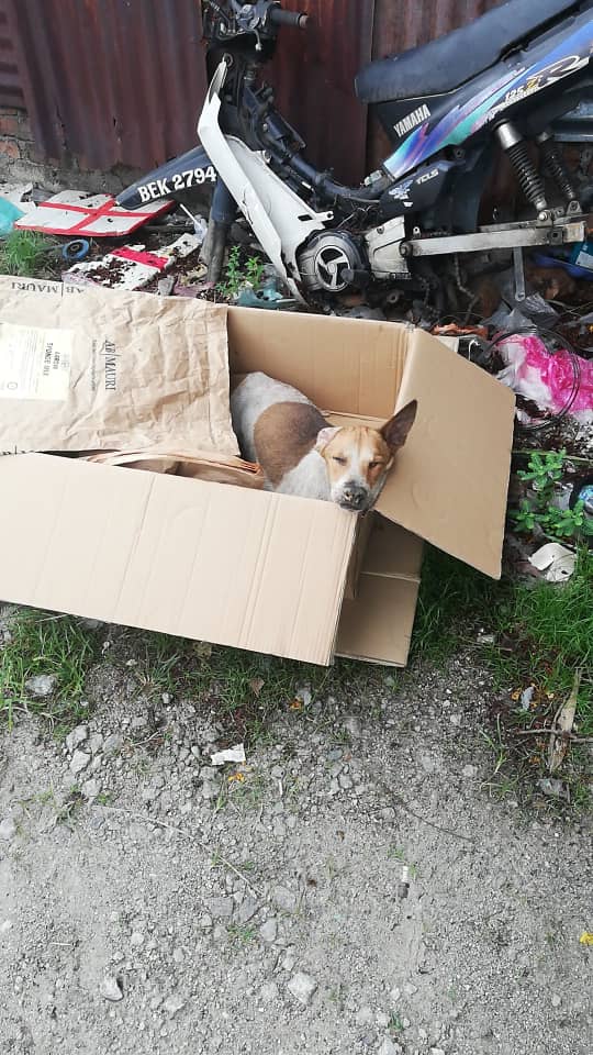 沙登流浪狗问题严峻,其中一个原因就是有民众弃养爱狗,非常不负责任! 沙登流浪狗问题严峻,其中一个原因就是有民众弃养爱狗,非常不负责任!