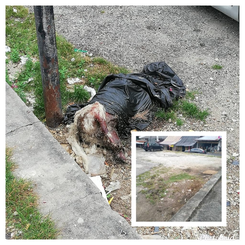 沙登新村早市巴刹附近出现数宗狗尸体乱丢个案,村委会在接获投报后也迅速做出反应,联系市政厅派员前往处理。 沙登新村早市巴刹附近出现数宗狗尸体乱丢个案,村委会在接获投报后也迅速做出反应,联系市政厅派员前往处理。