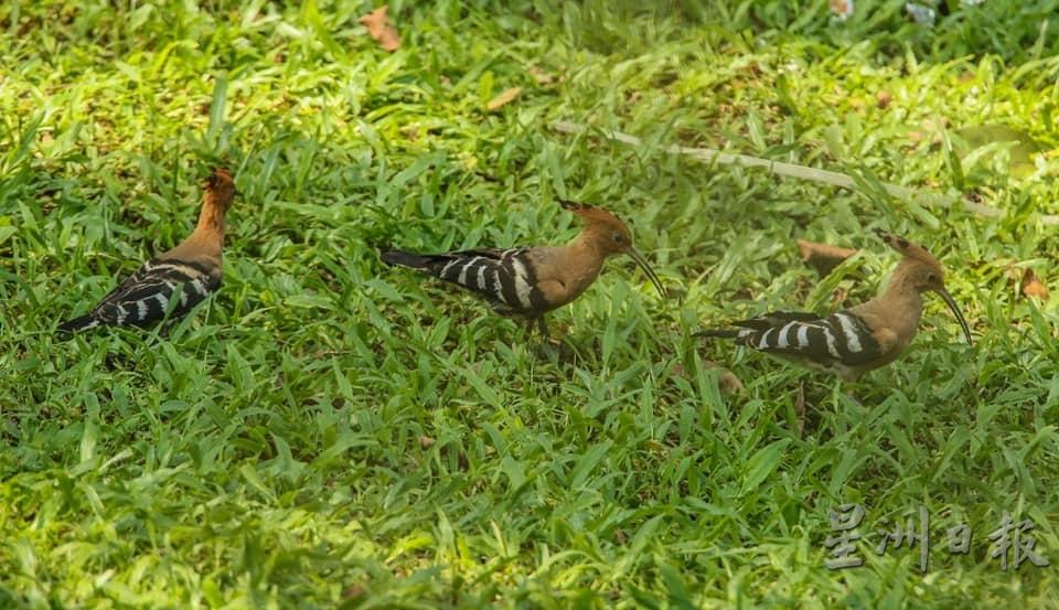 3只雏鸟在草地上学习觅食。

