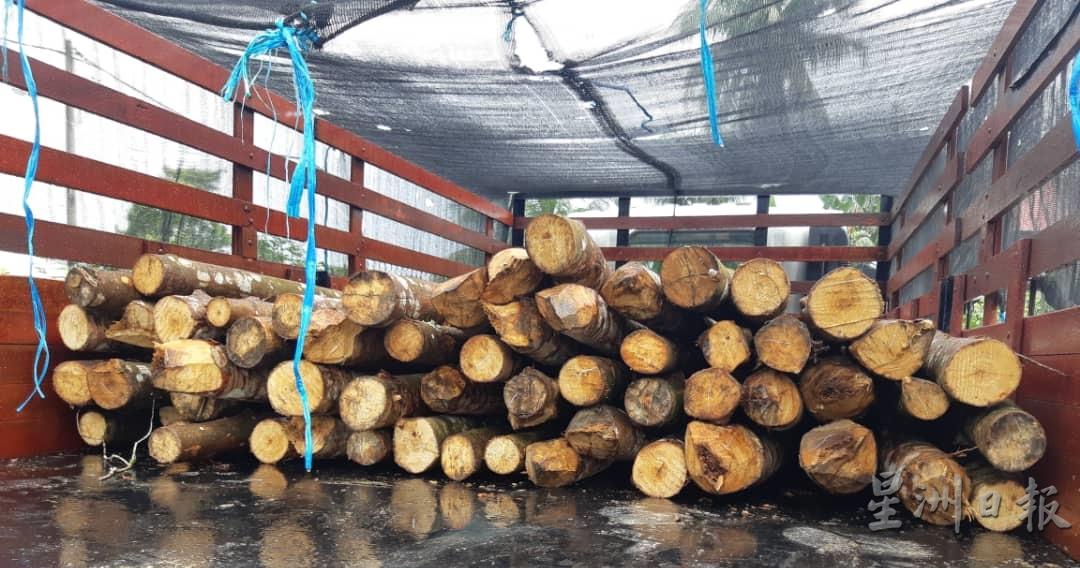 在仕林河的大道出口处，受截停的罗里，被发现运载57枝各品种的木材。