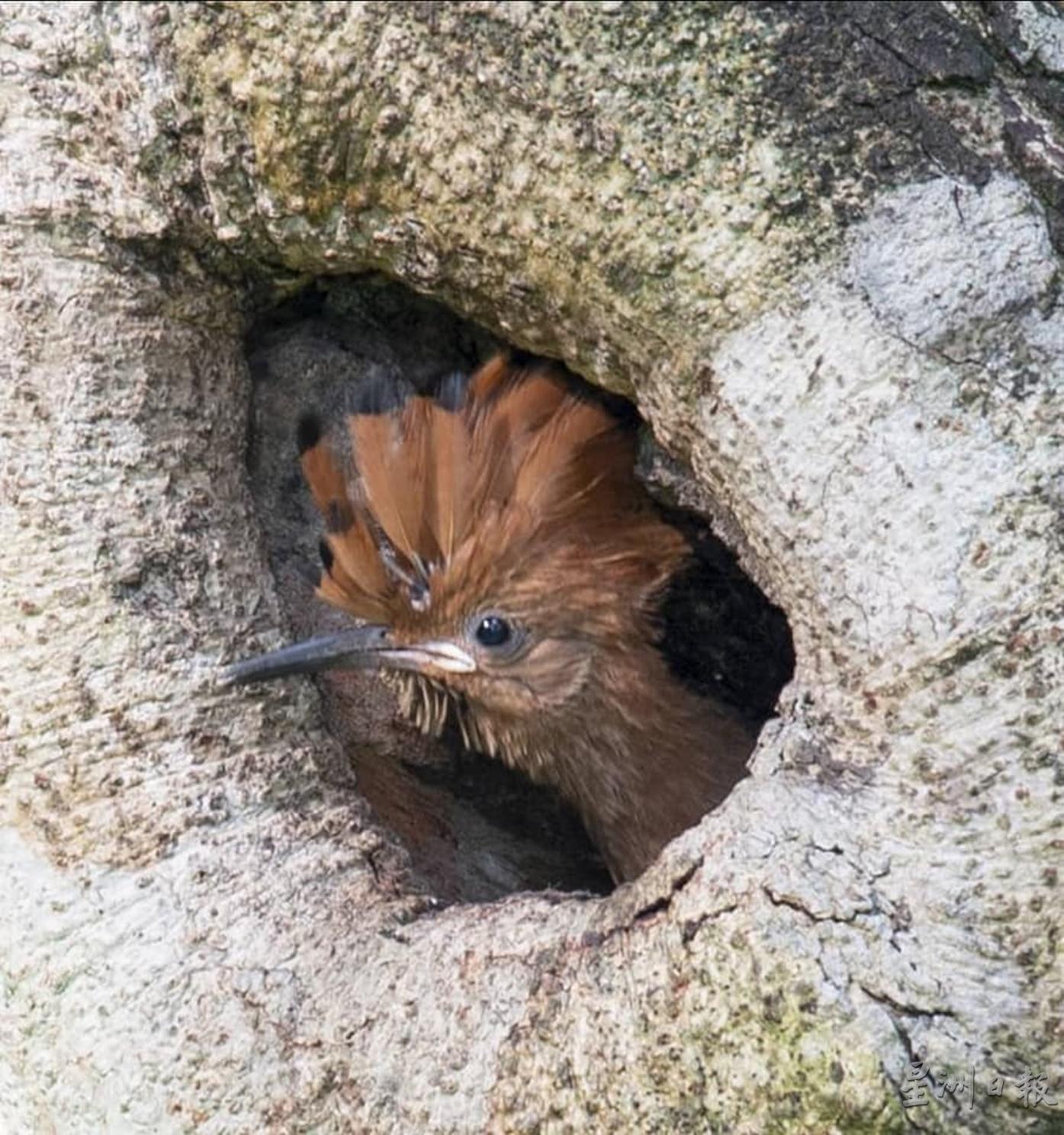 戴胜雏鸟在树洞口探望，准备飞离鸟巢。