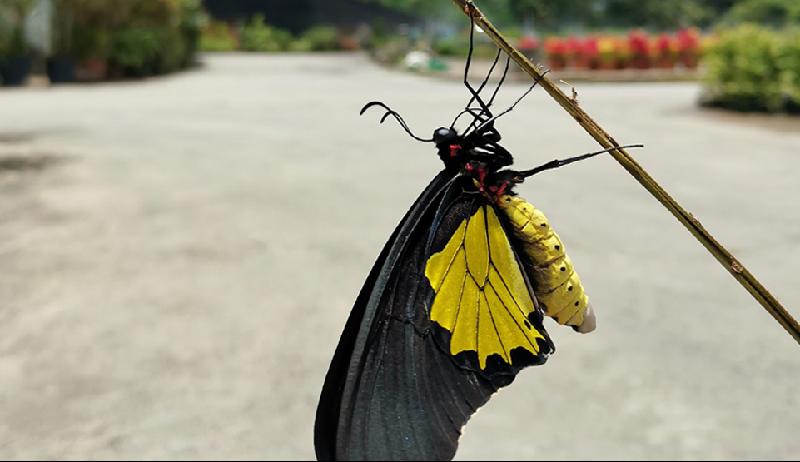  破蛹的黄翼凤蝶（Common birdwing）