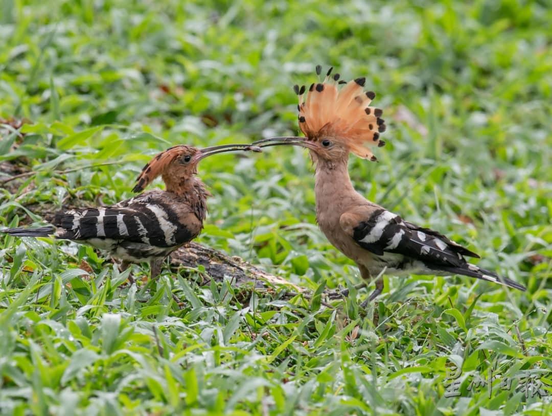 戴胜在太平湖草地教雏鸟觅食。（图片由市议会提供）