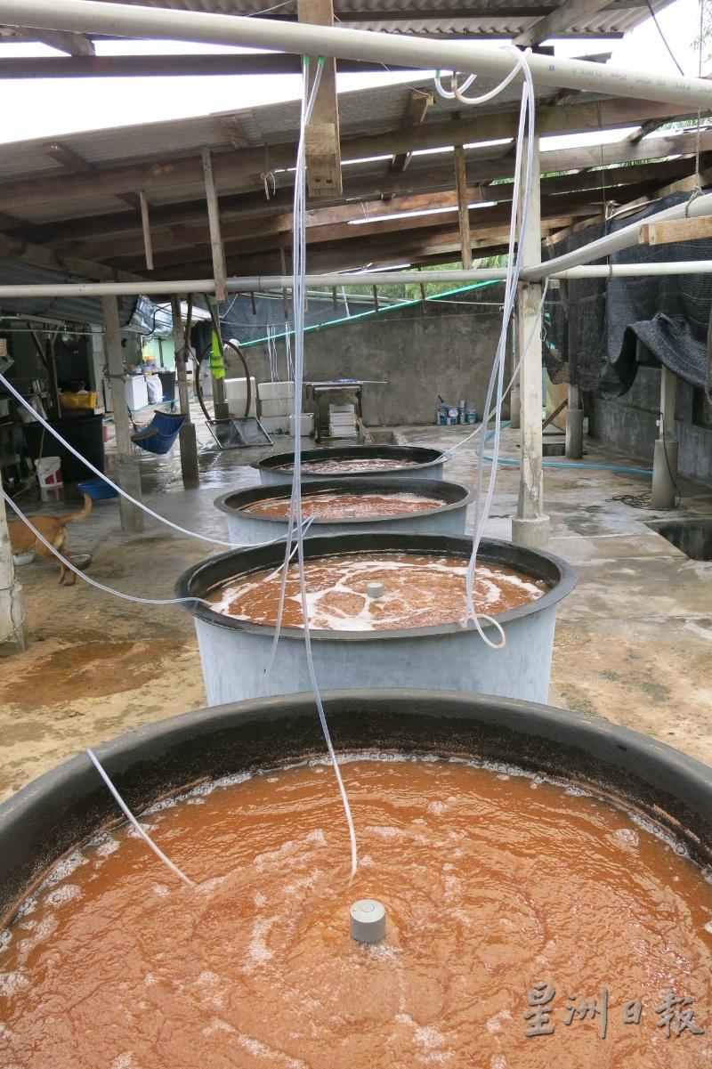 在大桶里培育的“丰年虾”是虾苗的饲料。