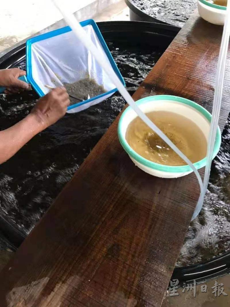 养虾人计算虾苗的方法是以一勺勺计算数量的。