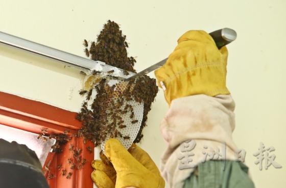 4.割除：接着割除蜂巢。蜂巢有3个结构，最上层是储存蜂蜜、中层是花粉、下层是幼虫。割蜂巢时必须将蜂蜜割开，避免蜂蜜流进幼虫巢房而导致幼虫窒息死掉。