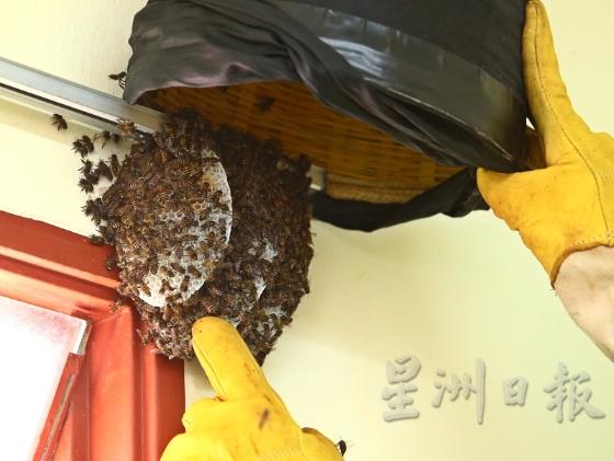 2. 引蜂：伸手进入蜂巢，把蜜蜂一点一点地掏进蜂笼里。当蜂笼里聚集一部分的蜜蜂数量后，蜂王会随着蜂群进入蜂笼，其余的蜜蜂也就自然跟随。
