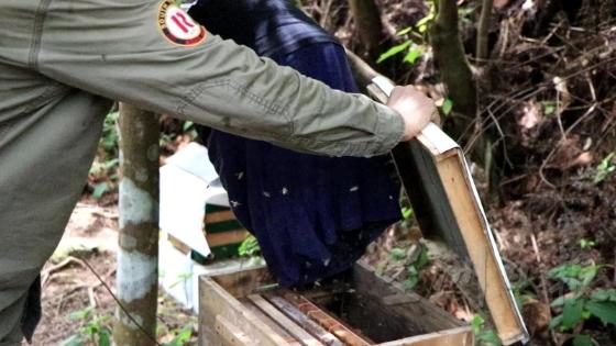 6. 放生：接着，木框架会放进一个木箱，再把收蜂笼里的蜜蜂轻轻抖进木箱里，让它们有一个暂时落脚处。木箱会放在特定的地方，放生蜜蜂回归到大自然。