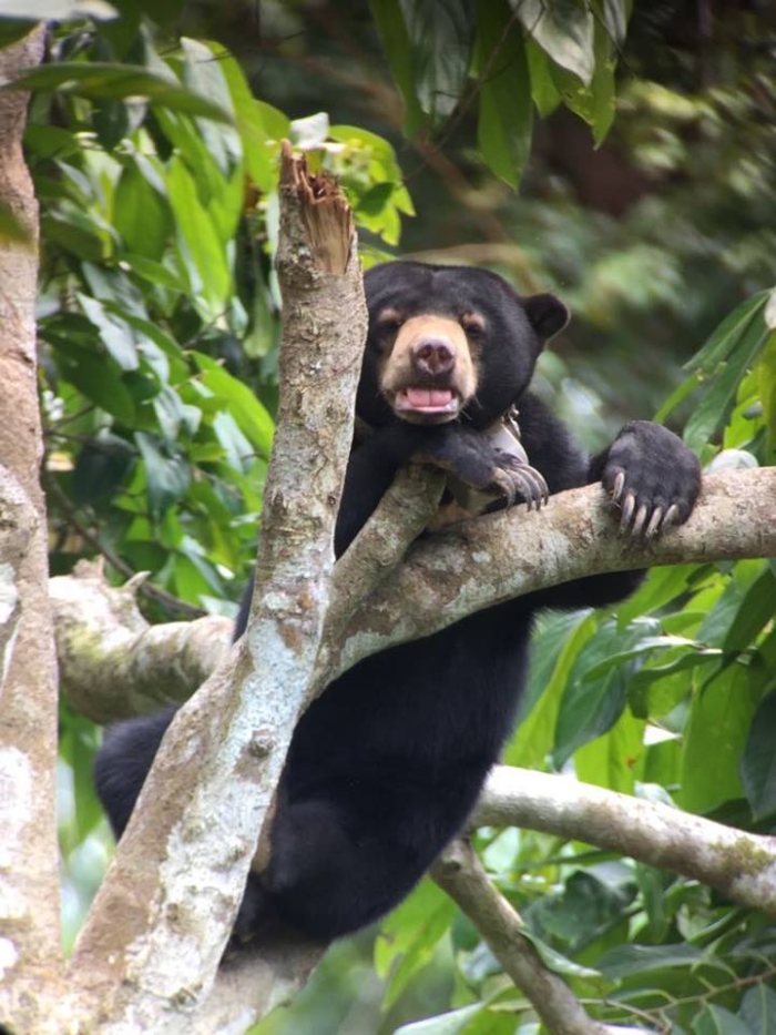 婆罗洲马来熊保育中心收容从恶劣环境中被拯救出来的马来熊，让它们在该中心所设立的天然户外区里，学习及掌握各种野外生存技能后，再野放回归森林。